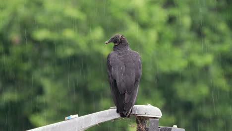 A-black-vulture-sitting-on-a-light-post-during-a-rain-storm