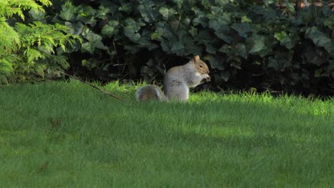 Squirrel-finds-nut-in-green-grass,-begins-to-eat-it-then-jumps-up-into-tree