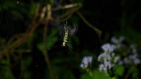 Araña-De-Madera-Gigante,-Nephila,-Parque-Nacional-Kaeng-Krachan,-Tailandia
