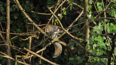Grey-squirrel-sitting-on-tree-branch-eating-nut