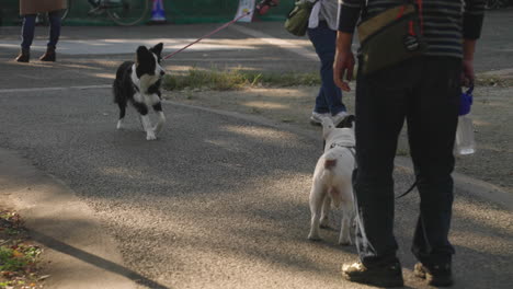 Dos-Perros-Con-Correa-Se-Conocen-Mientras-Caminan-Por-La-Carretera-En-Un-Día-Soleado-En-Tokio,-Japón