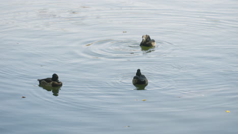 Tufted-Ducks-Preening-Themselves-While-Swimming-In-Calm-Water-Surface