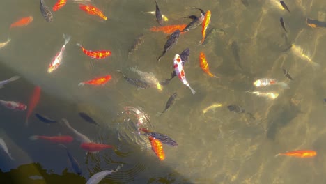 Gasp-of-decorative-koi-fish-swimming-in-pond-on-sunny-day