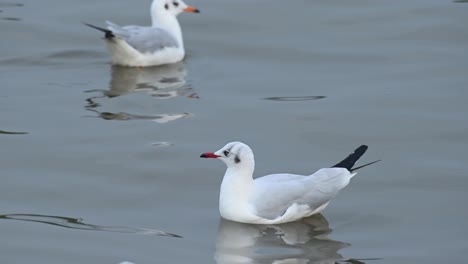 Seagull,-Laridae,-floating-on-Water-during-the-afternoon,-Bueng-Boraphet,-Samut-Prakan,-Thailand
