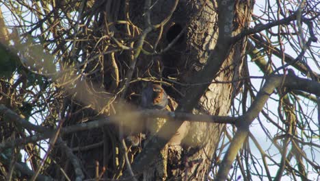 Squirrel-perched-on-tree-branch-then-jumps-up-tree