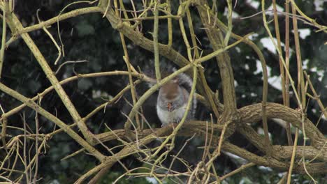 Squirrel-sitting-on-branch-eating-nut-in-the-snow