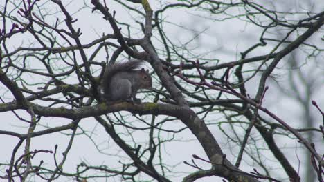 Gray-Squirrel-sitting-on-tree-branch-cleaning-itself-then-jumps-away-Day-time