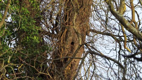 Squirrel-running-along-tree-branch