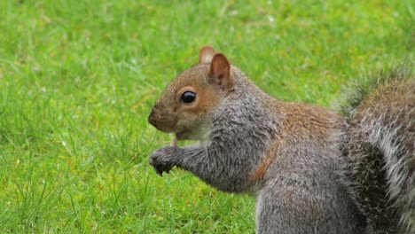 Eichhörnchen-Auf-Grünem-Gras,-Das-Nuss-Isst