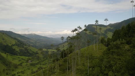 Aerial-View-of-Wax-Palm-Trees-in-the-Cocora-Valley