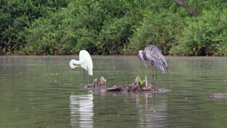 A-gray-heron-and-an-egret-preening-their-feathers-on-a-perch-in-a-wilderness-lake