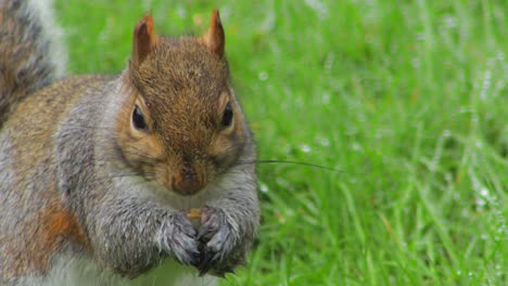 Eichhörnchen-Sitzt-Auf-Grünem-Gras-Mit-Tau-Und-Isst-Nuss