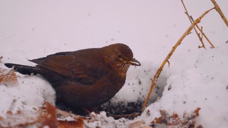 Blackbird-feeding-in-the-snow,-Veluwe-National-Park,-Netherlands,-medium-shot