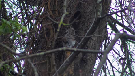 Gray-Squirrel-sitting-on-branch-grooming-itself-then-climbs-up-tree-trunk