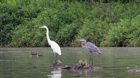 A-gray-heron-walking-out-of-the-water-of-a-lake-unto-a-dead-tree-stop-with-an-egret