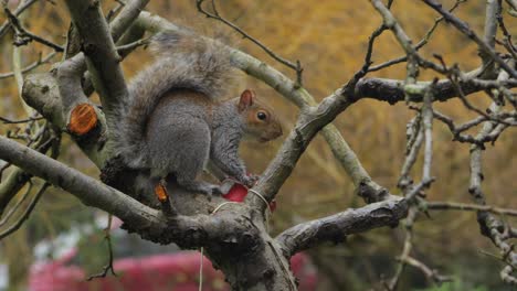 Squirrel-sitting-on-small-tree-eating-out-of-bird-feeder