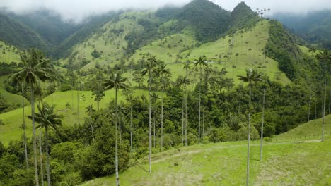 Aerial-View-of-Colombia's-Famous-Wax-Palm-Trees-on-Foggy-Day