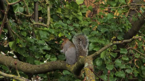 Squirrel-sitting-on-branch-eating-nut-then-runs-away