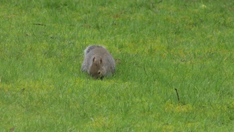 Graues-Eichhörnchen,-Das-Gras-Auf-Der-Suche-Nach-Nahrung-Schnüffelt