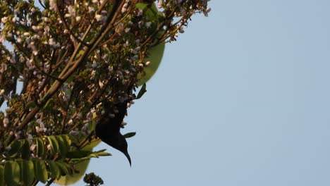 Hummingbird-in-flowers-searching-honey-