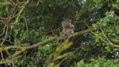 Gray-Squirrel-still-on-tree-branch-then-runs-off