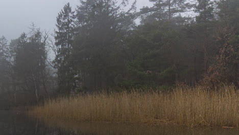 Time-lapse-of-eerie-mist-moving-around-reed-at-river-bank---hd-crop