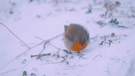 Tiny-Robin-Looking-For-Food-In-The-Snow-In-A-Winter-Day---close-up-shot