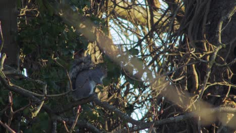 Gray-Squirrel-sitting-on-tree-branch-in-the-shade-then-runs-off
