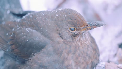 Puffed-up-female-Common-Blackbird-during-very-light-snow-fall,-close-up