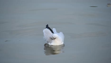 Seagull,-Laridae,-floating-on-Water-during-the-afternoon,-Bueng-Boraphet,-Samut-Prakan,-Thailand