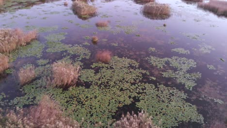 Aerial-flight-over-plants-immersed-in-pond-waters,-floodplain