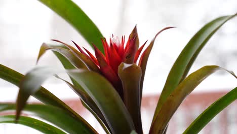 Young-Red-Guzmania-Bromeliad-Between-Rosette-of-Leaves,-Moving-Left-to-Right