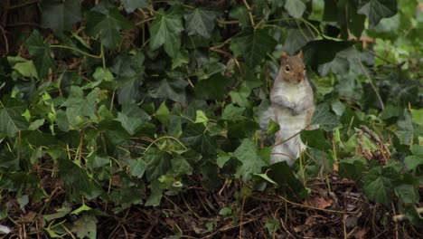 Grey-Squirrel-standing-up-in-weeds-bush-looking-around-then-jumps-onto-grass
