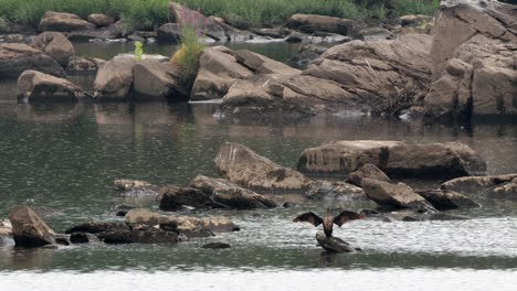 Some-cormorants-sitting-on-a-rock-in-a-river-enjoying-the-rain