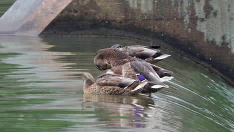 Some-female-mallard-ducks-sitting-on-the-edge-of-a-dam-with-water-flowing-all-around-them