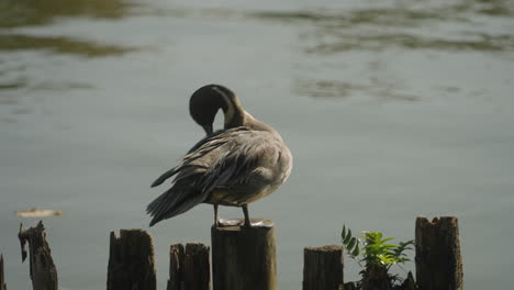 Male-Northern-Pintail-Duck-Perching-On-Wooden-Post-While-Preening-And-Cleaning-Feathers-In-Summer