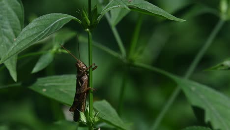 Heuschrecke-Unter-Blättern,-Während-Die-Beine-Um-Den-Stiel-Der-Pflanze-Gewickelt-Sind,-Kaeng-Krachan-Nationalpark,-Thailand