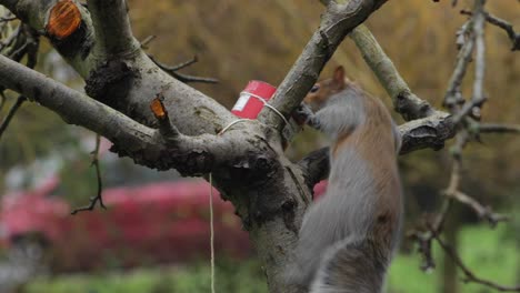 Squirrel-climbing-up-tree-eating-out-of-bird-feeder