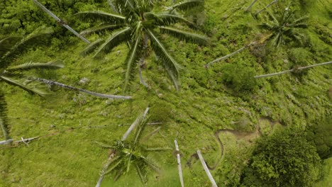 Top-Down-Birds-Eye-View-of-Wax-Palm-Trees-in-Cocora-Valley