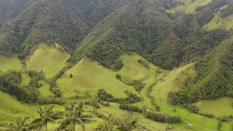 Drone-Descends-to-Reveal-Wax-Palm-Trees-in-Cocora-Valley,-Colombia