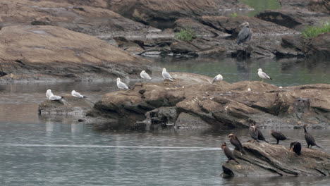 Seagulls,-cormorants-and-a-gray-heron-sitting-on-the-rocks-in-the-Susquehanna-River-in-the-rain