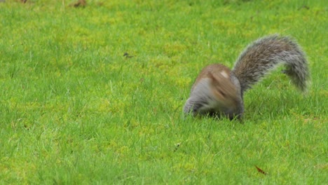 Graues-Eichhörnchen,-Das-Sucht,-Schnüffelt,-Grünes-Gras-Gräbt,-Findet-Dann-Eine-Nuss