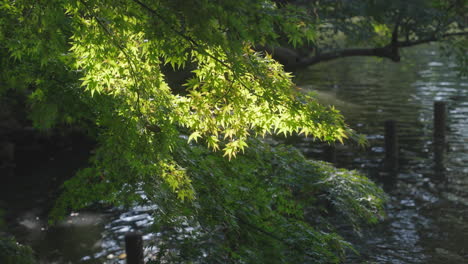 Üppiges-Laub-Eines-Japanischen-Ahornbaums,-Der-Während-Der-Sonnigen-Nachmittagsbrise-Im-Park-In-Tokio,-Japan,-Schwankt