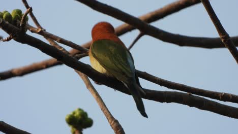 Bee-eater-in-tree-waiting-for-pray-
