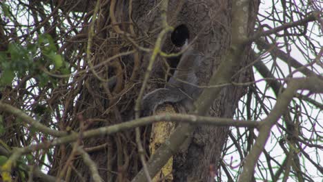 Graues-Eichhörnchen,-Das-Baumstamm-Im-Schnee-Hochklettert
