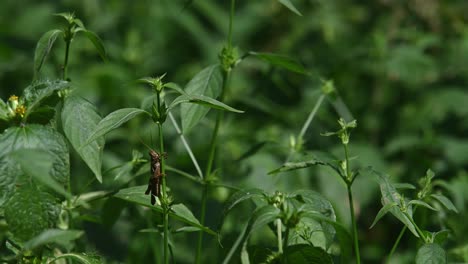Heuschrecke-Unter-Blättern,-Während-Die-Beine-Um-Den-Stiel-Der-Pflanze-Gewickelt-Sind,-Kaeng-Krachan-Nationalpark,-Thailand