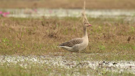 Greylag-Goose,-Anser-anser,-Bueng-Boraphet,-Nakhon-Sawan,-Thailand