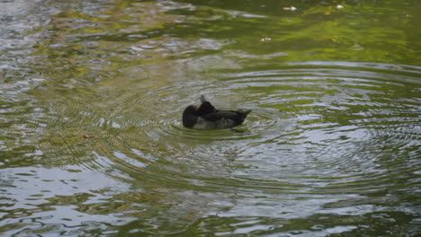 Tufted-Duck-Floating-On-Clear-Water-Of-A-Pond-While-Grooming