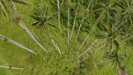 Drone-Elevates-to-Reveal-Wax-Palm-Trees-in-South-America