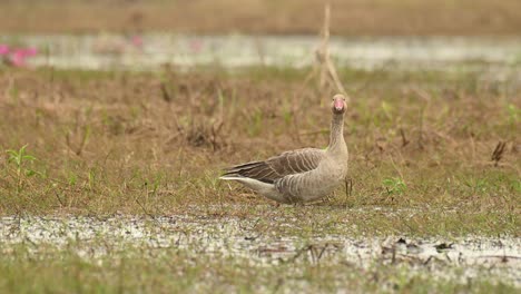 Greylag-Goose,-Anser-anser,-Bueng-Boraphet,-Nakhon-Sawan,-Thailand